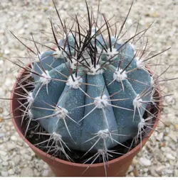 بذر کاکتوس ملو آبی