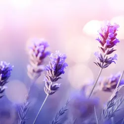 دستبند LAVENDER
