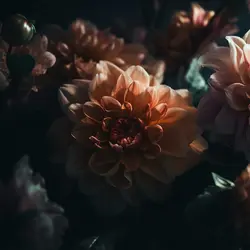 دستبند گل داوودی