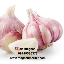 سیر
