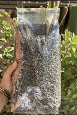 چای سبز خارجی ساچمه ای - آقای زعفران