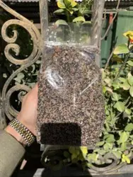 چهار تخم - آقای زعفران