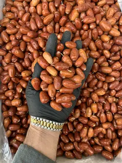 سنجد تبریز - آقای زعفران