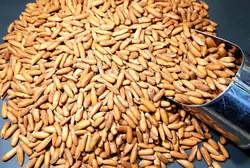 مغز تخمه چلغوزه ریز (صنوبر) - آقای زعفران
