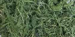 شوید پفکی شسته شده 1کیلویی - آقای زعفران