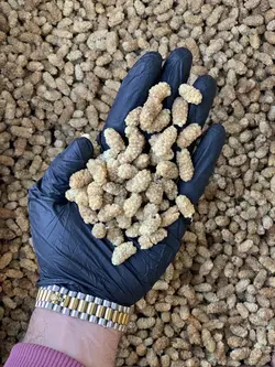 توت خشک طرقبه لوکس 1 کیلویی - آقای زعفران