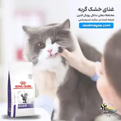 غذای خشک گربه دنتال رویال کنین