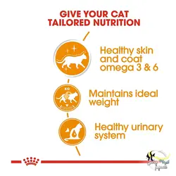 غذای پوچ گربه اینتنس بیوتی تقویت موی گربه رویال کنین