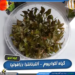 گیاه آلترنانترا رزافولیا آکواریوم پلنت کد 670