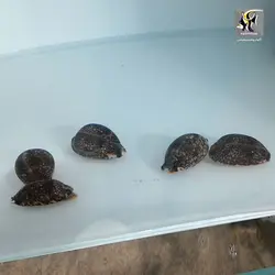 حلزون لئوپارد آب شور