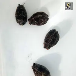 حلزون لئوپارد آب شور