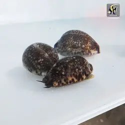 حلزون لئوپارد آب شور