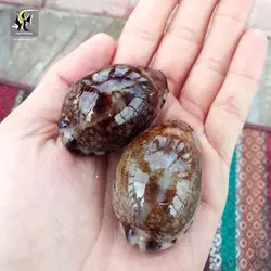 حلزون لئوپارد آب شور