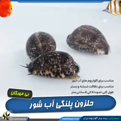 حلزون لئوپارد آب شور