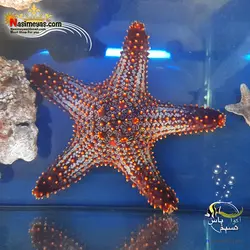 ستاره شاخ دار قرمز آب شور