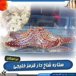 ستاره شاخ دار قرمز آب شور