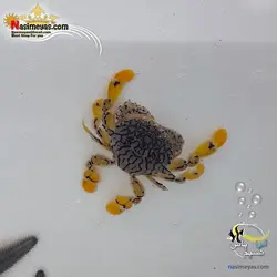 خرچنگ ببری دست زرد آب شور