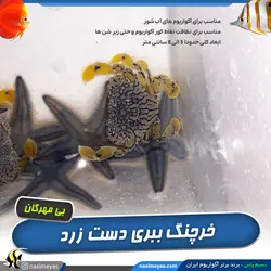 خرچنگ ببری دست زرد آب شور