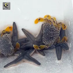 خرچنگ ببری دست زرد آب شور