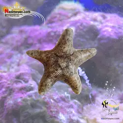 ستاره کوچک ساحلی آب شور