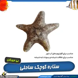 ستاره کوچک ساحلی آب شور