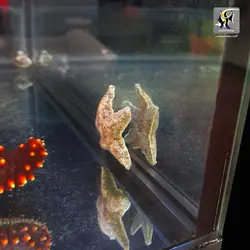 ستاره کوچک ساحلی آب شور
