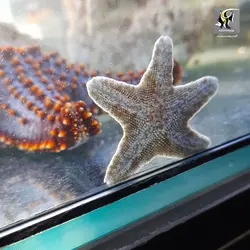 ستاره کوچک ساحلی آب شور
