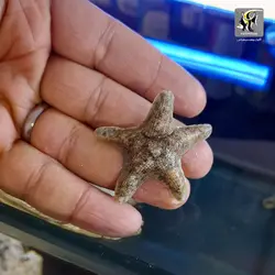 ستاره کوچک ساحلی آب شور