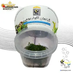 گیاه سراتوپرتریس اس پی آکواریوم پلنت کد 649