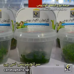 گیاه سراتوپرتریس اس پی آکواریوم پلنت کد 649
