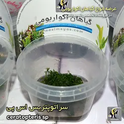 گیاه سراتوپرتریس اس پی آکواریوم پلنت کد 649