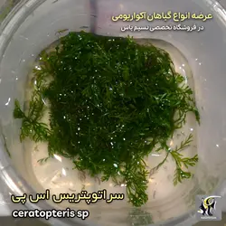 گیاه سراتوپرتریس اس پی آکواریوم پلنت کد 649