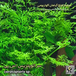 گیاه سراتوپرتریس اس پی آکواریوم پلنت کد 649