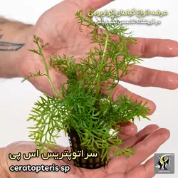 گیاه سراتوپرتریس اس پی آکواریوم پلنت کد 649