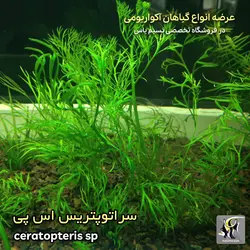 گیاه سراتوپرتریس اس پی آکواریوم پلنت کد 649