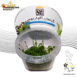 گیاه رانان کلوس آکواریوم پلنت کد 646