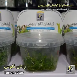 گیاه رانان کلوس آکواریوم پلنت کد 646