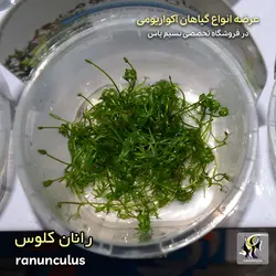گیاه رانان کلوس آکواریوم پلنت کد 646