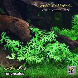 گیاه رانان کلوس آکواریوم پلنت کد 646