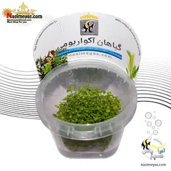 گیاه لایسیماچیا زرد آکواریوم پلنت کد 644