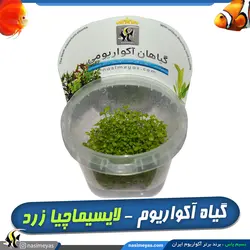 گیاه لایسیماچیا زرد آکواریوم پلنت کد 644