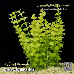 گیاه لایسیماچیا زرد آکواریوم پلنت کد 644