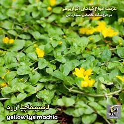 گیاه لایسیماچیا زرد آکواریوم پلنت کد 644