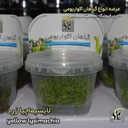 گیاه لایسیماچیا زرد آکواریوم پلنت کد 644