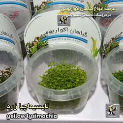 گیاه لایسیماچیا زرد آکواریوم پلنت کد 644