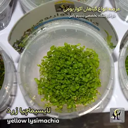 گیاه لایسیماچیا زرد آکواریوم پلنت کد 644