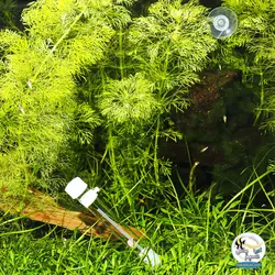 تله پلاناریا و کرم های تخت پلا کالکت جی بی ال