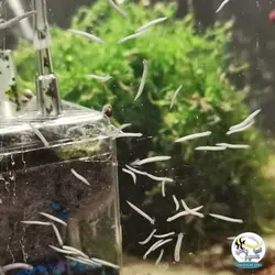 تله پلاناریا و کرم های تخت پلا کالکت جی بی ال