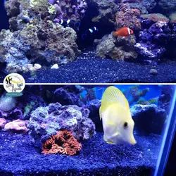 شن آب شور مشکی گری گوست سیچم