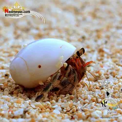 هرمیت نظافتچی آب شور